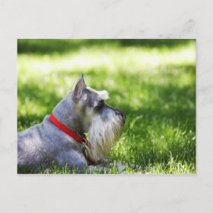A Schnauzer laying in the grass Postcard
