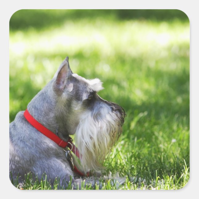 A Schnauzer laying in the grass Square Sticker (Front)