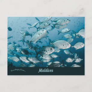 A School of Fish Near Maldives Postcard