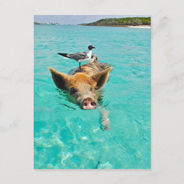 A sea gull and a pig postcard (Front)