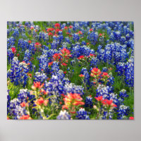 A Sea of Bluebonnets and Indian Paintbrushes
