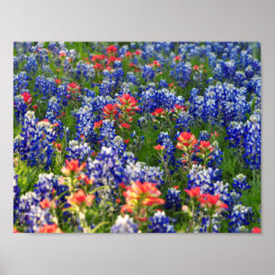 A Sea of Bluebonnets and Indian Paintbrushes Poster