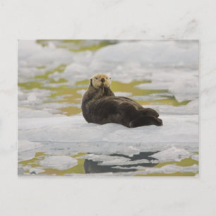 A sea otter rests on a small iceberg postcard
