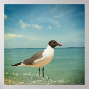 A seagull poster