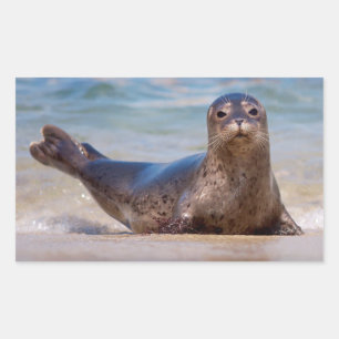 A seal on a beach along the Pacific Coast