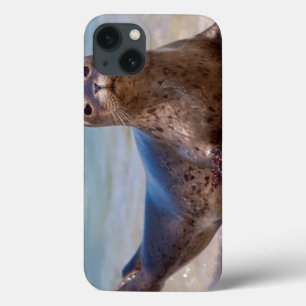 A seal on a beach along the Pacific Coast iPhone 13 Case