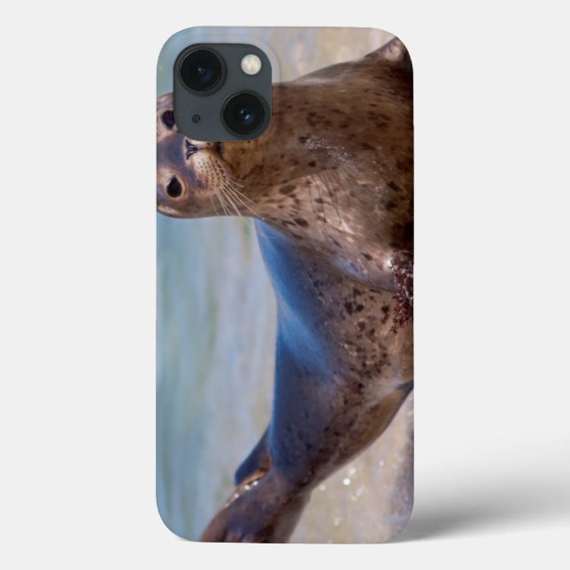 A seal on a beach along the Pacific Coast Case-Mate iPhone Case (Back)