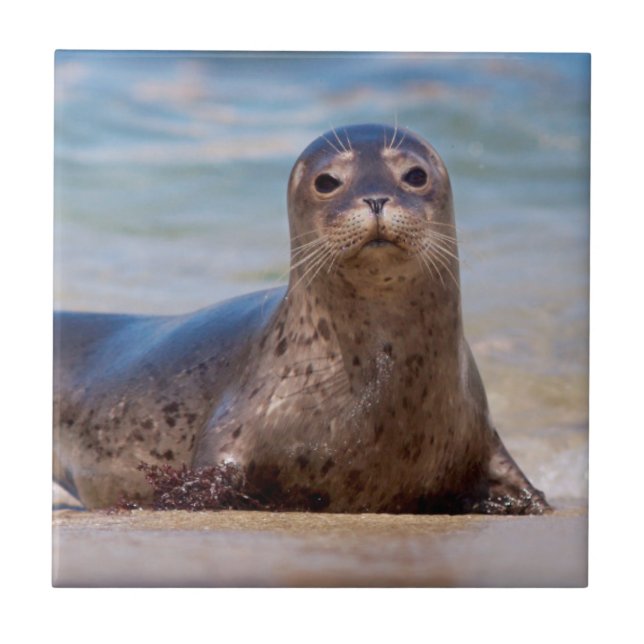A seal on a beach along the Pacific Coast Ceramic Tile (Front)