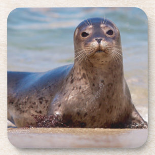 A seal on a beach along the Pacific Coast Coaster