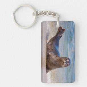 A seal on a beach along the Pacific Coast Key Ring