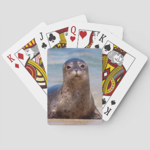 A seal on a beach along the Pacific Coast Playing Cards