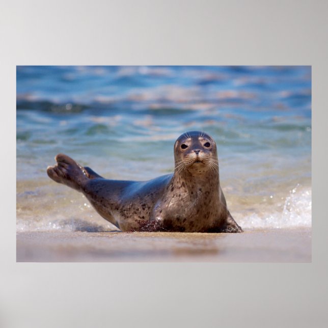 A seal on a beach along the Pacific Coast Poster (Front)