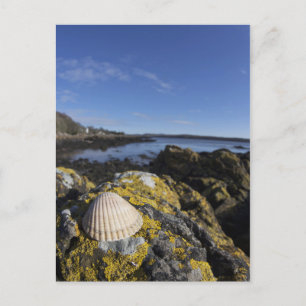 A Seashell Sits On A Rock Dumfries, Scotland Postcard