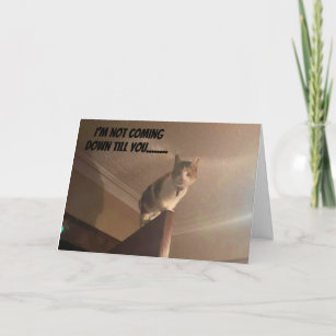 A SERIOUS CAT SAYS "HAPPY BIRTHDAY" CARD