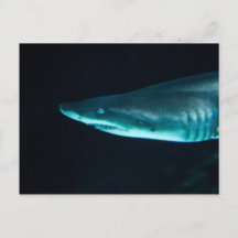 A Shark