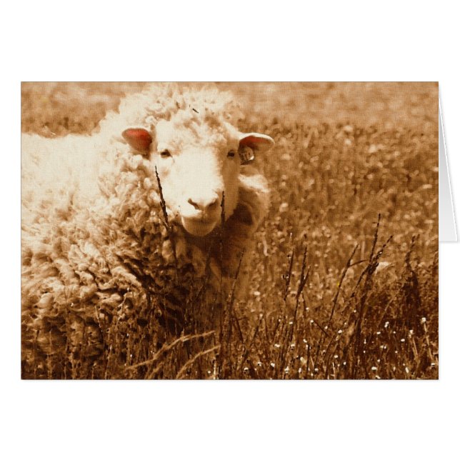 A Sheep Named Ashley in Sepia  (Front Horizontal)