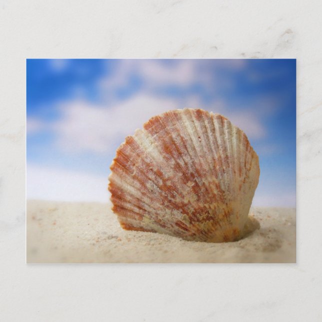 A Shell Propped In The Sand Postcard (Front)
