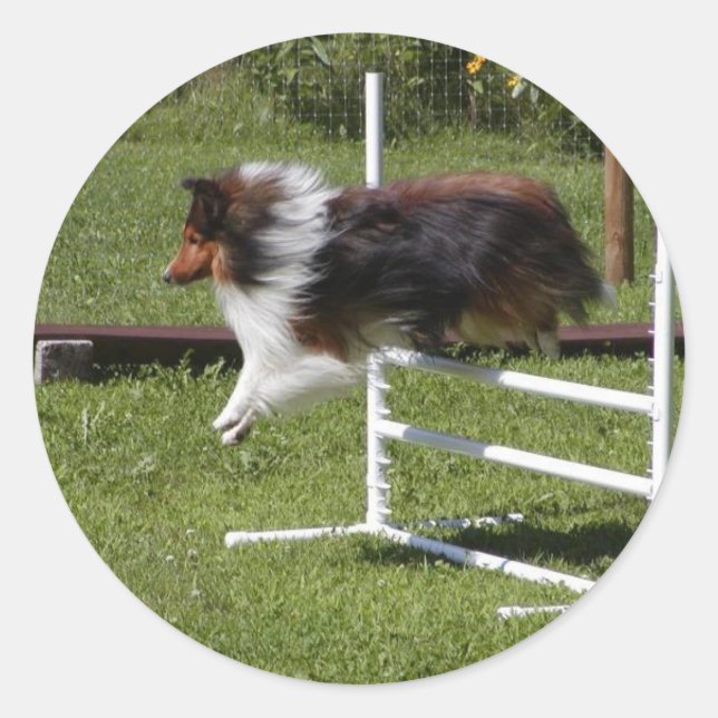 A Sheltie Clears the Bar Classic Round Sticker (Front)