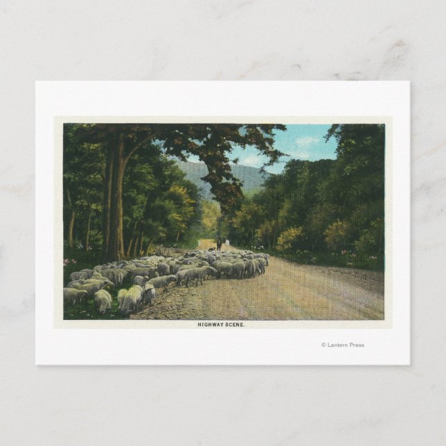A Shepherd Leading Sheep on a Maine Highway Postcard (Front)