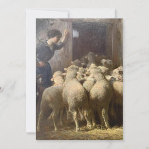 A Shepherdess, Her Dog, and Sheep in Barn  Holiday Card