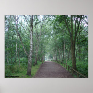 A Sherwood Forest Path Poster