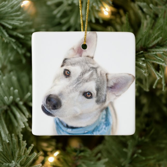 A Siberian Husky Mix Tilts its Head Ceramic Ornament (Tree)