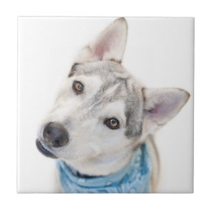 A Siberian Husky Mix Tilts its Head Ceramic Tile