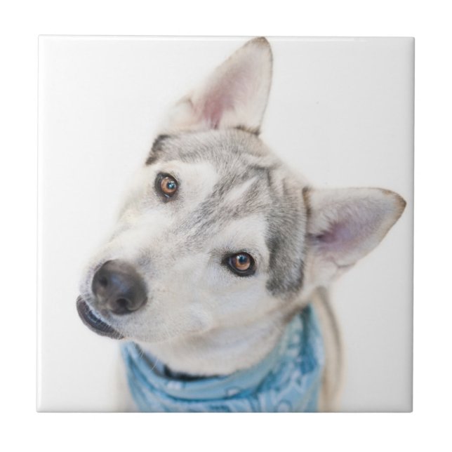 A Siberian Husky Mix Tilts its Head Ceramic Tile (Front)