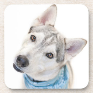 A Siberian Husky Mix Tilts its Head Coaster