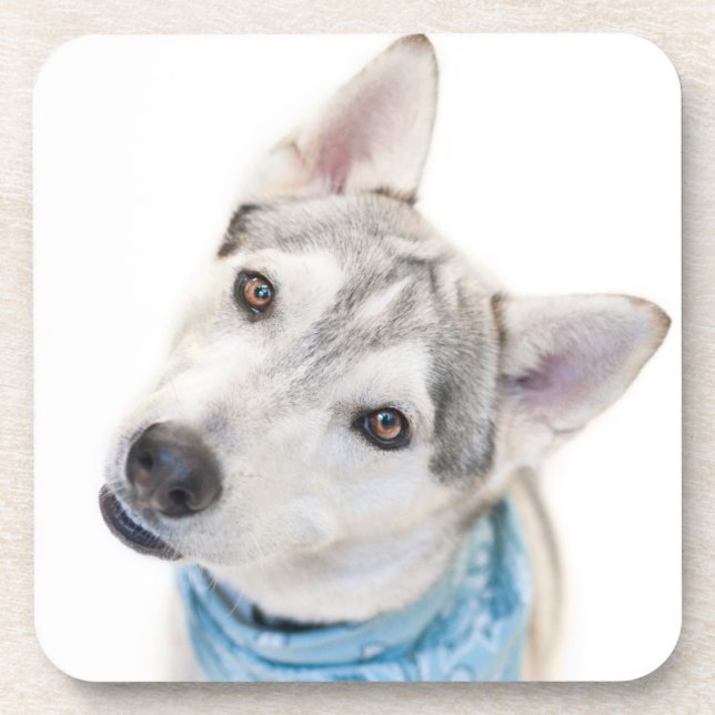 A Siberian Husky Mix Tilts its Head Coaster (Front)