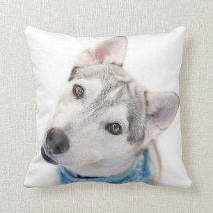 A Siberian Husky Mix Tilts its Head Cushion