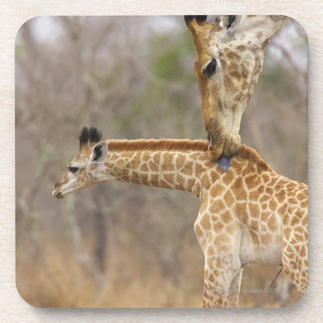 A side view of a Giraffe licking its young, Coaster (Front)