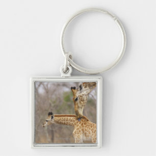 A side view of a Giraffe licking its young, Key Ring