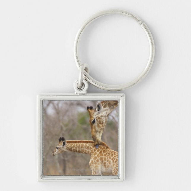 A side view of a Giraffe licking its young, Key Ring (Front)