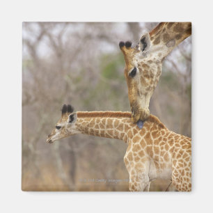 A side view of a Giraffe licking its young, Magnet