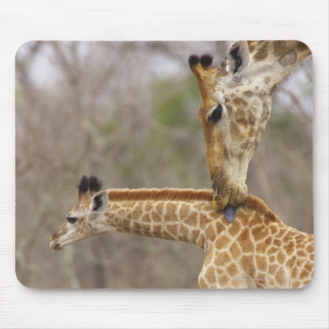 A side view of a Giraffe licking its young, Mouse Pad (Front)