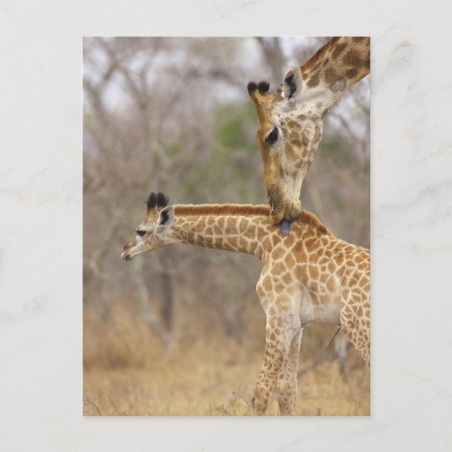 A side view of a Giraffe licking its young, Postcard (Front)