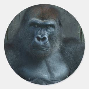 A Silverback in the Making Classic Round Sticker