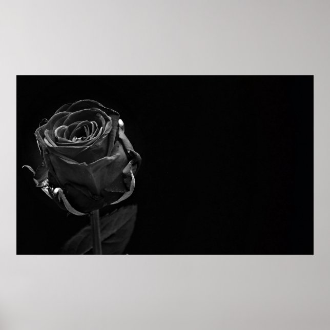 A Single Black Rose Poster (Front)