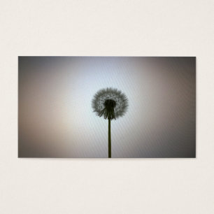 A Single Dandelion Against a White Backdrop