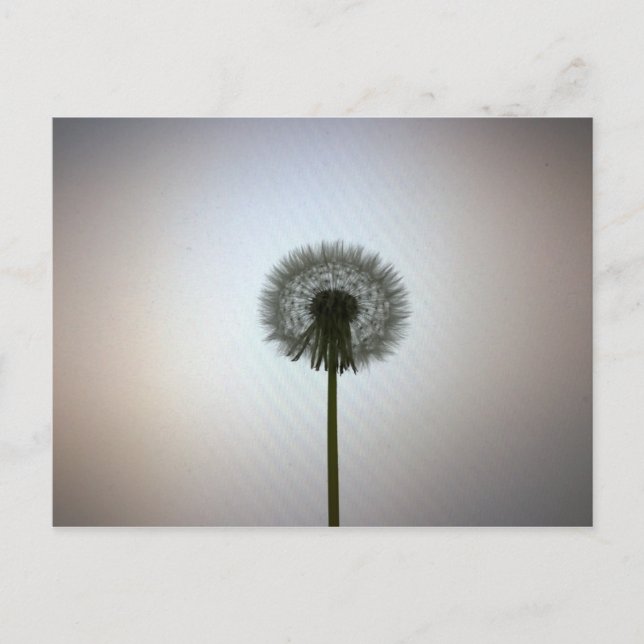 A Single Dandelion Against a White Backdrop Postcard (Front)