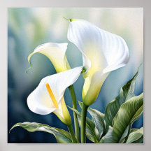 A single elegant calla lily.