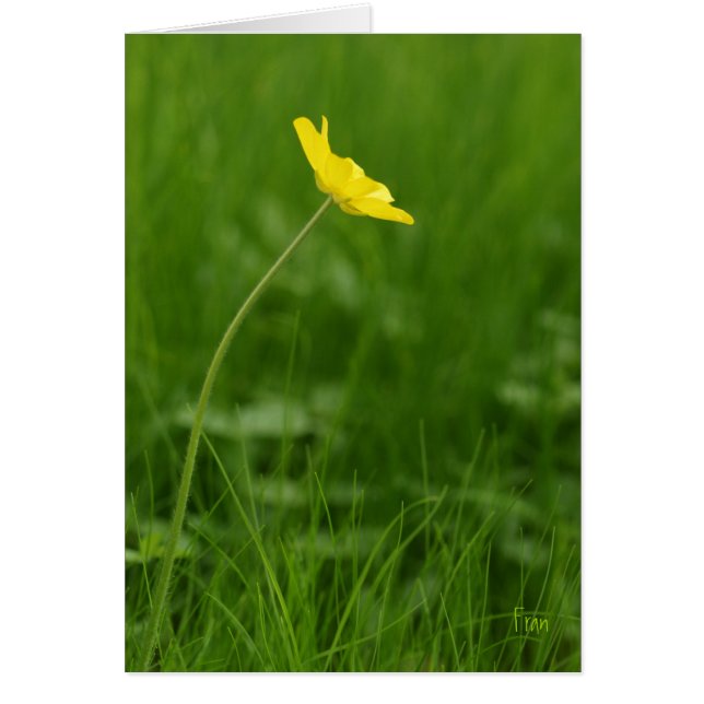 a single flower (Front)