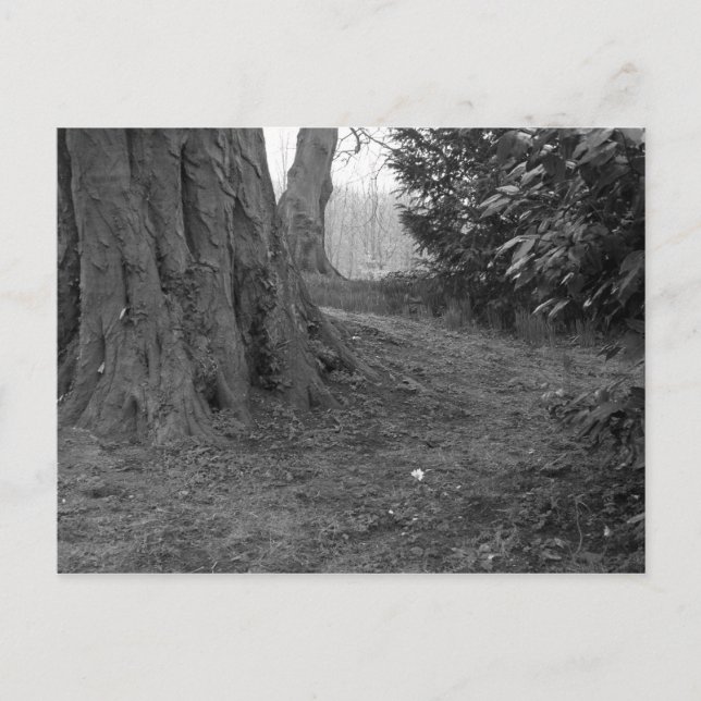 A Single Flower Postcard (Front)