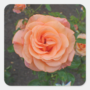 A Single Orange Flower Square Sticker