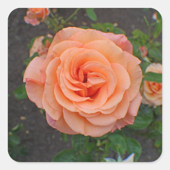 A Single Orange Flower Square Sticker (Front)