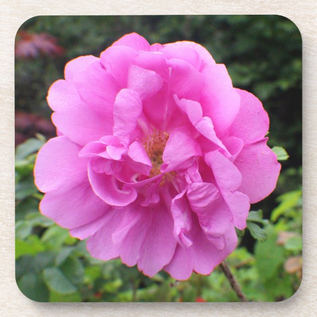 A Single Pink Flower Coaster (Front)