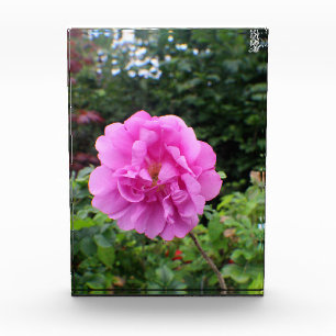 A Single Pink Flower Photo Block