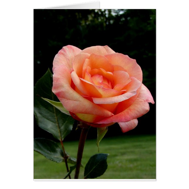A Single Rose (Front)