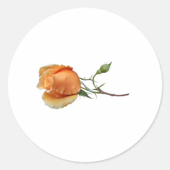 A single rose cutting     classic round sticker (Front)